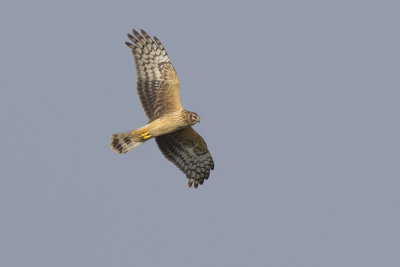 Hen Harrier / Blauwe Kiekendief