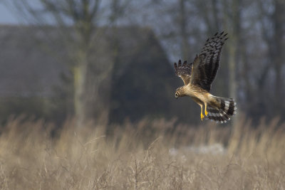 Hen Harrier / Blauwe Kiekendief