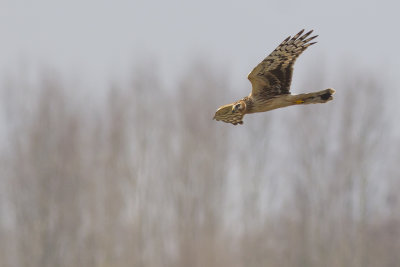 Hen Harrier / Blauwe Kiekendief