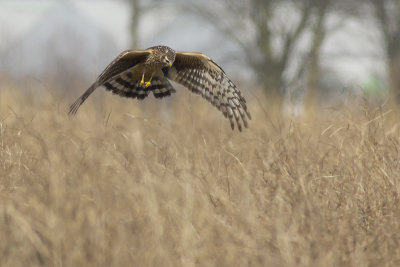 Hen Harrier / Blauwe Kiekendief