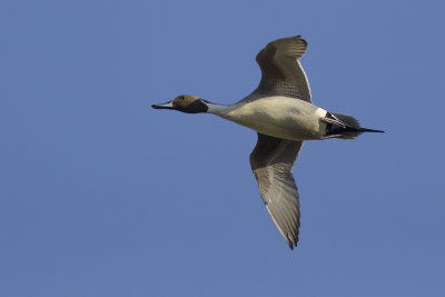 Northern Pintail / Pijlstaart