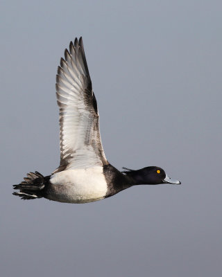 Tufted Duck / Kuifeend