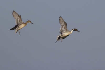 Northern Pintails / Pijlstaarten