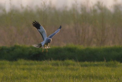 Hen Harrier / Blauwe Kiekendief