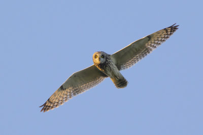 Short-eared Owl / Velduil