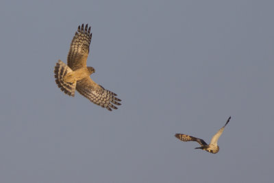 Hen Harrier quarreling with Short-eared Owl about mouse / Blauwe Kiekendief ruzind met Velduil om muis