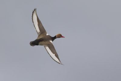 Red-headed Pochard / Krooneend