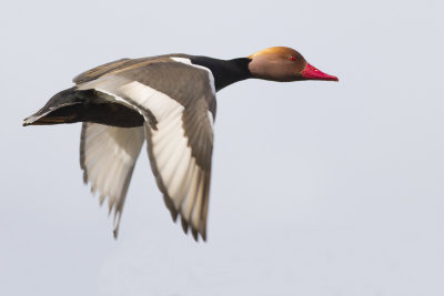 Red-headed Pochard / Krooneend