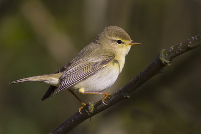 Willow Warbler / Fitis