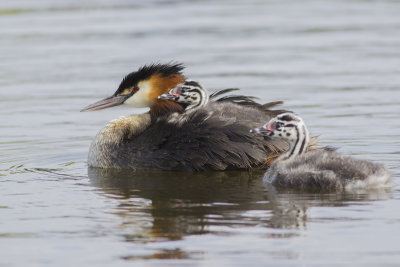 Great Crested Grebe with chicks / Fuut met jongen