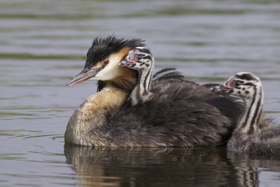 Great Crested Grebe with chicks / Fuut met jongen