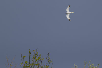 adult male Pallid Harrier / adult mannetje Steppekiekendief