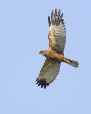 Marsh Harrier / Bruine Kiekendief