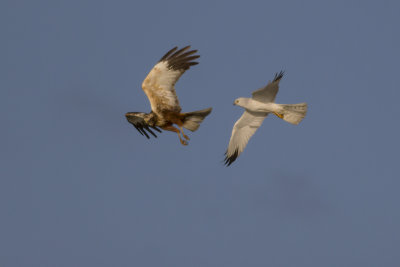 Pallid Harrier (adult male) and Marsh Harrier / Steppekiekendief ((adult mannetje) en Bruine Kiekendief