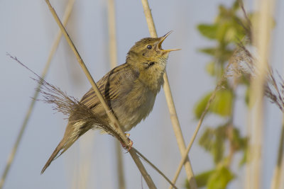 Grasshopper Warbler / Sprinkhaanzanger