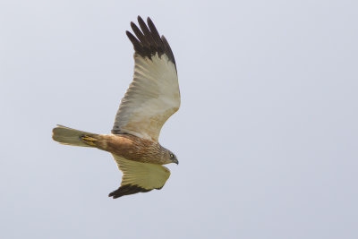 Marsh Harrier / Bruine Kiekendief