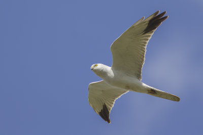 adult male Pallid Harrier / adult mannetje Steppekiekendief