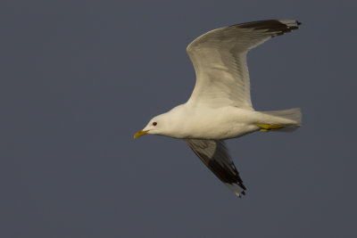 Common Gull / Stormmeeuw