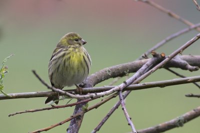 European Serin / Europese Kanarie