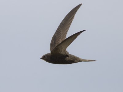 Common Swift / Gierzwaluw