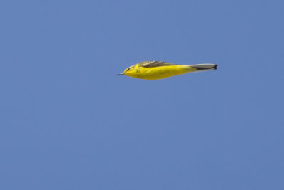 Yellow Wagtail / Engelse Kwikstaart