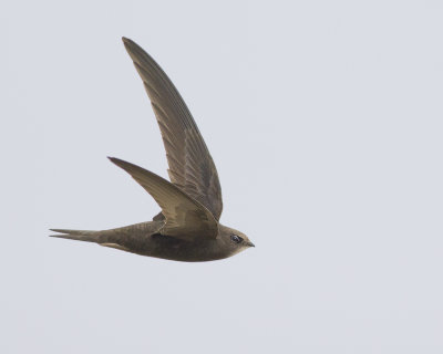 Common Swift / Gierzwaluw