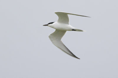 Gull-billed Tern / Lachstern