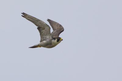 Peregrine / Slechtvalk