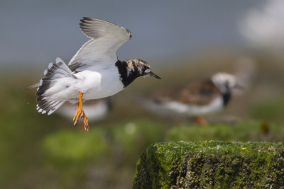 Ruddy Turnstone / Steenloper