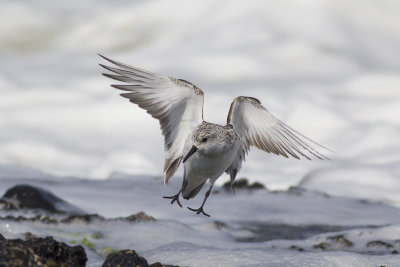 Sanderling / Drieteenstrandloper