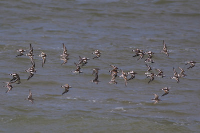 Ruddy Turnstones and Purple Sandpipers / Steenlopers en Paarse Strandlopers