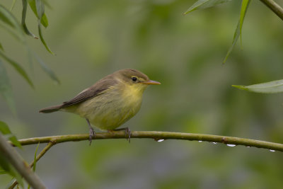 Melodious Warbler / Orpheusspotvogel