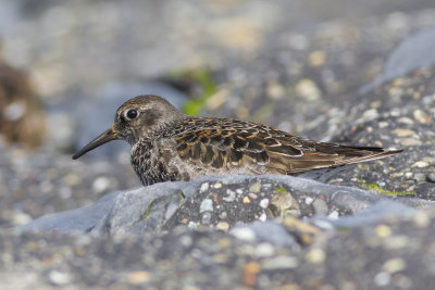 Purple Sandpiper / Paarse Strandloper