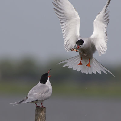 Common Tern, bringing courtship gift to female / Visdief biedt vis aan vrouwtje aan