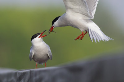 Common Tern, bringing courtship gift to female / Visdief biedt vis aan vrouwtje aan