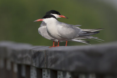 Common Terns / Visdiefjes