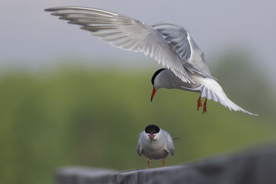 Common Tern, bringing courtship gift to female / Visdief biedt vis aan vrouwtje aan