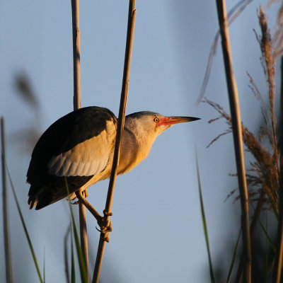 Little Bittern / Wouwaapje