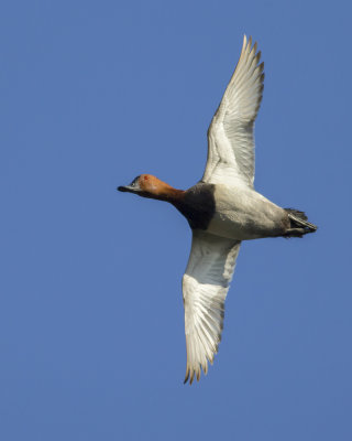 Common Pochard / Tafeleend