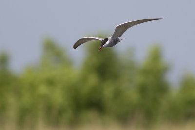 Whiskered Tern / Witwangstern