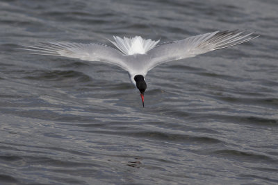 Common Tern / Visdief