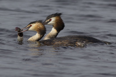 Great Crested Grebes with prey / Futen met prooi