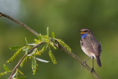 Bluethroat / Blauwborst