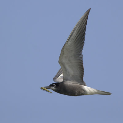 Black Tern with dragonfly / Zwarte Stern met Gewone Oeverlibel