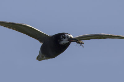 Black Tern with prey / Zwarte Stern met prooi