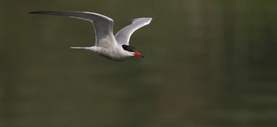 Common Tern / Visdief