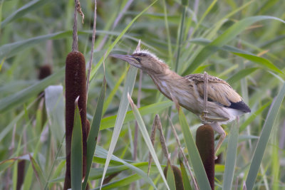 Little Bittern / Wouwaapje