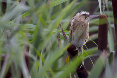 Little Bittern / Wouwaapje