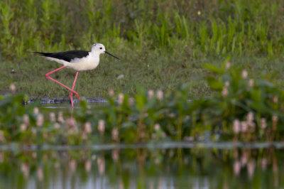 Black-winged Stilt / Steltkluut