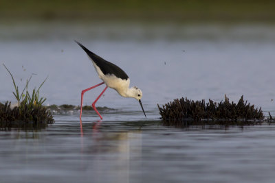 Black-winged Stilt / Steltkluut